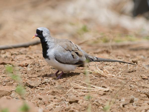 <h3><a href="/trips/tanzania/biota/animalia/chordata/aves/026 columbiformes/001 columbidae/oena capensis/oena capensis-nl.html">Oena&nbsp;capensis</a> / Namaqua&nbsp;dove / Maskerduif</h3>OM-1 Mark II met OLYMPUS M.150-400mm F4.5 TC, 1/2000 sec  bij F5.6, ISO 400, afstand 14.1&nbsp;m
